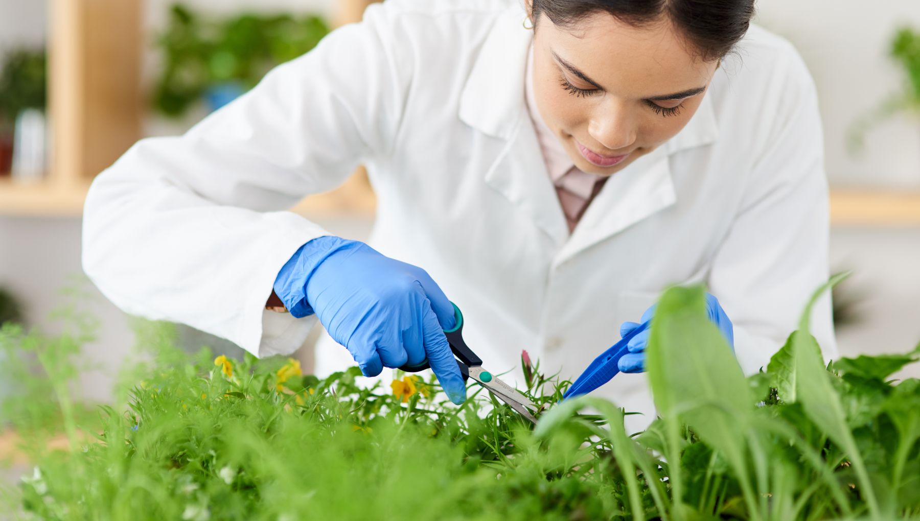 studi Piante medicinali