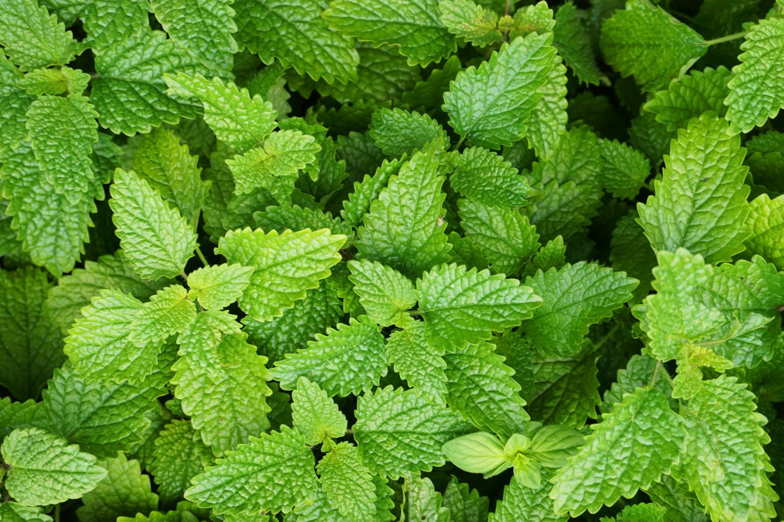 Foglie di Melissa officinalis in primo piano, dettagli della superficie fogliare.