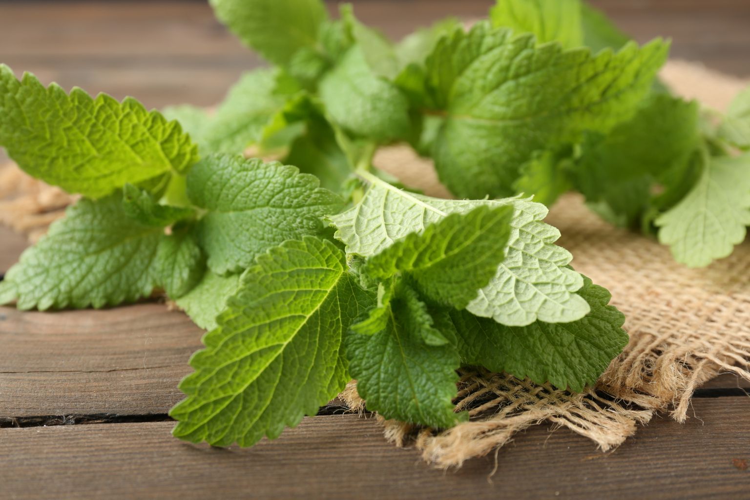 Foglie fresche di Melissa officinalis con rugiada