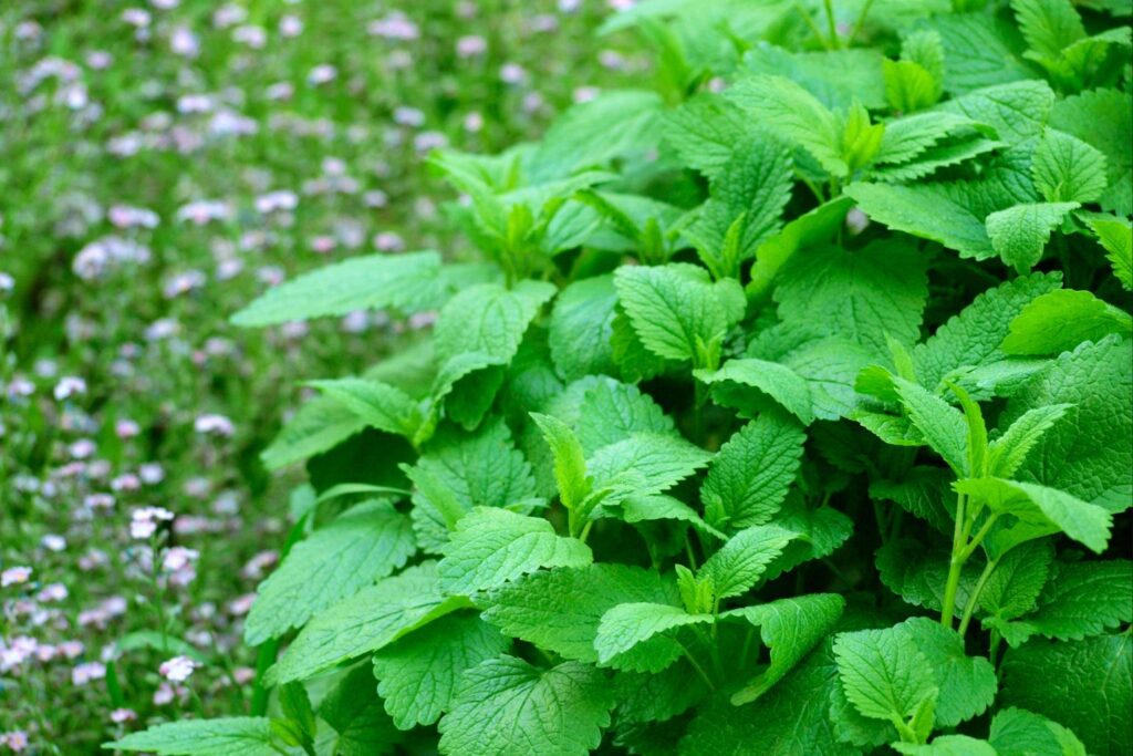 Foto ravvicinata delle foglie di melissa nel giardino con luce naturale.