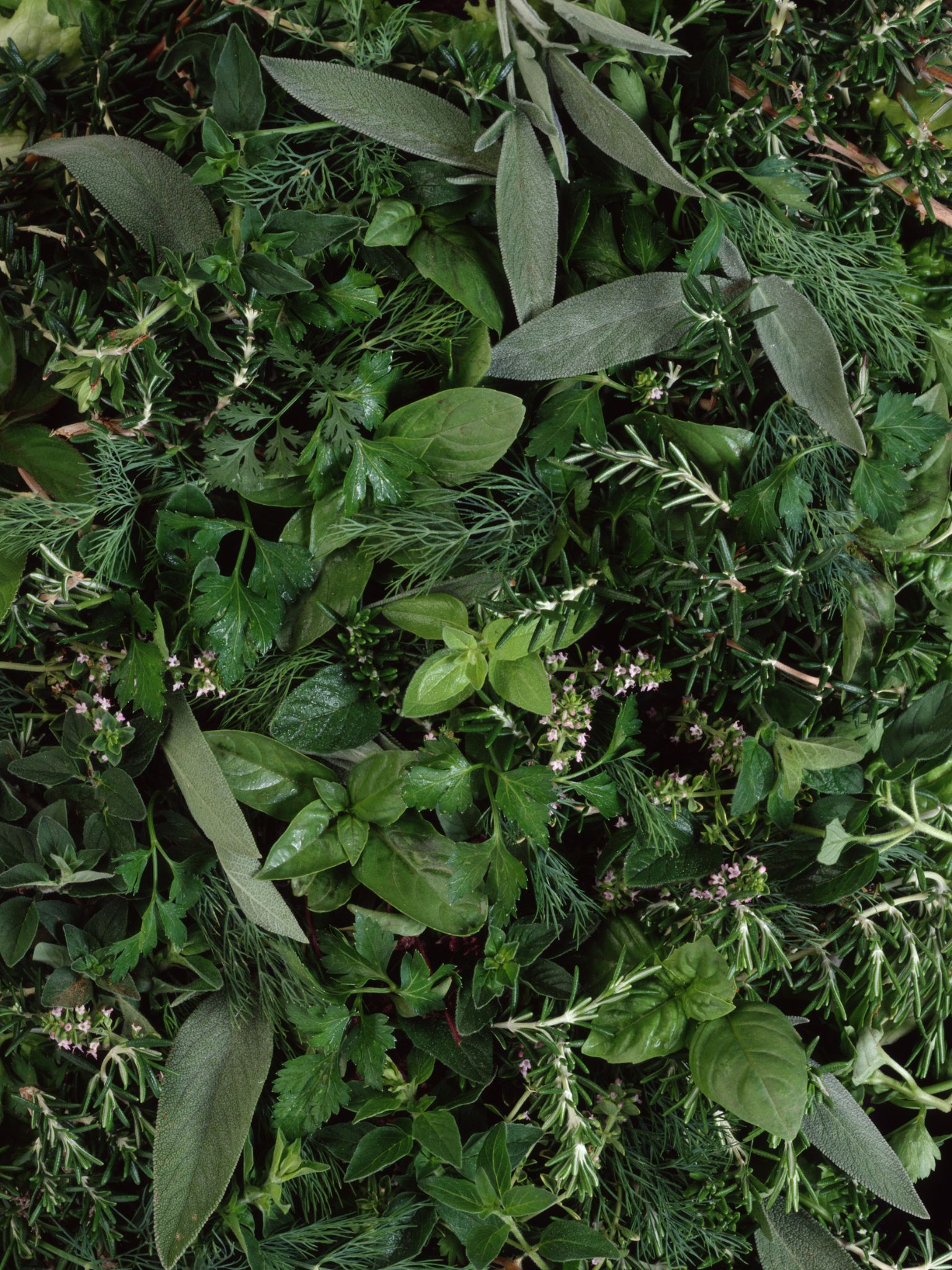 Piante e erbe medicinali