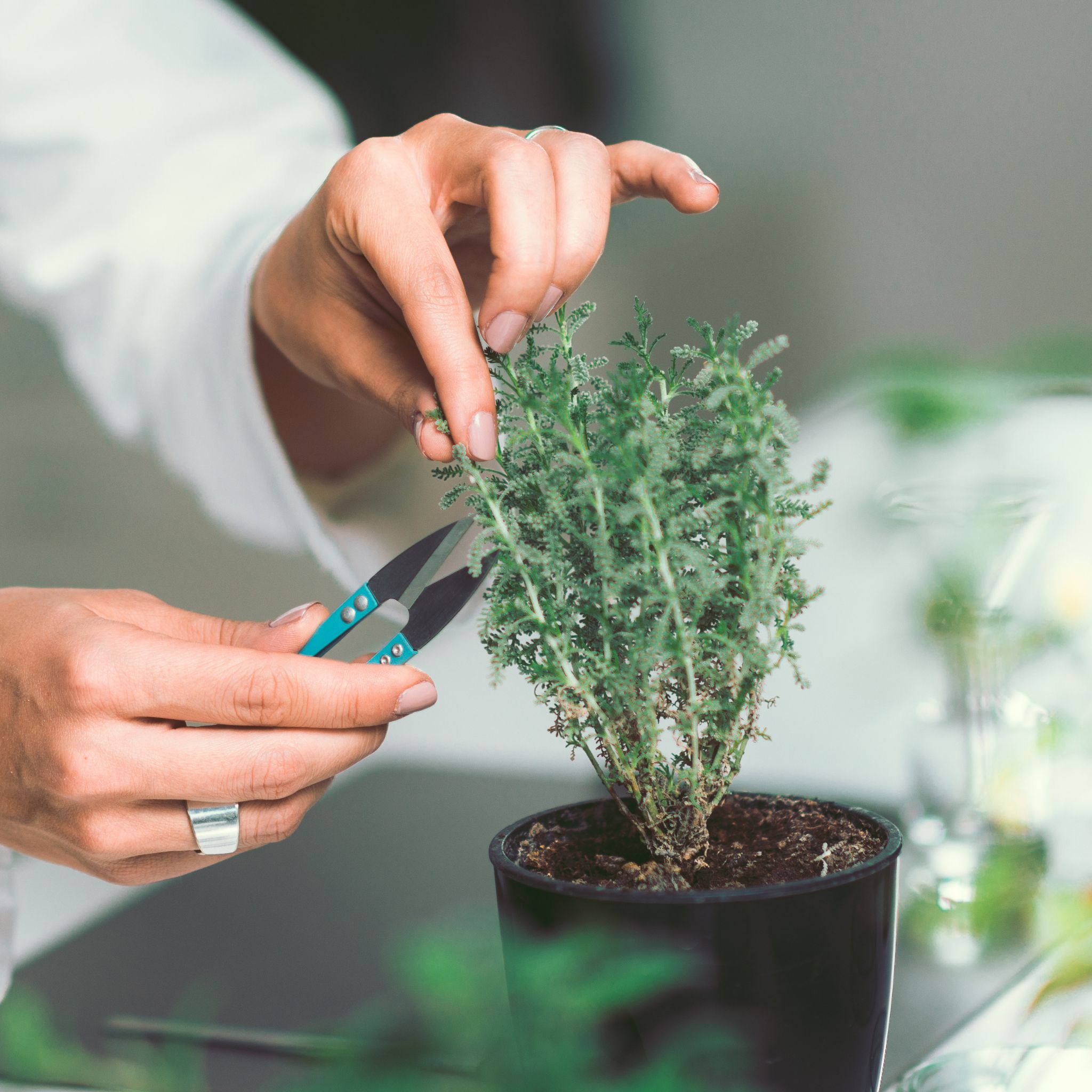 Prelievo di un campione da una pianta per l’analisi