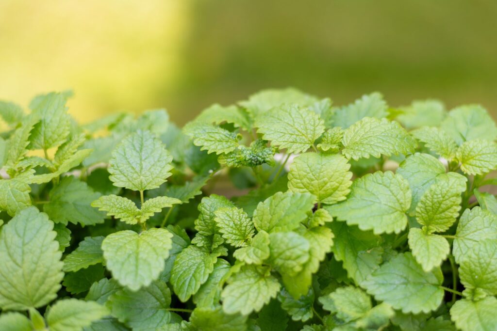 Primo piano Melissa officinalis foglie dentate