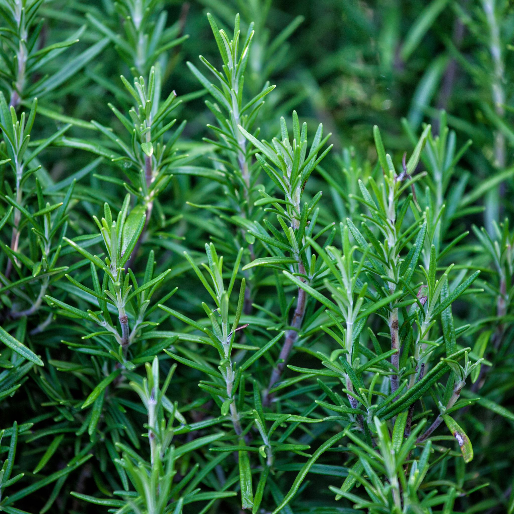 Rosmarino in coltivazione