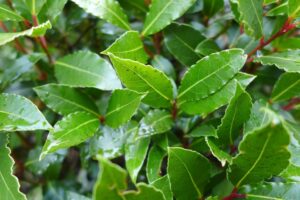 alloro Piante medicinali